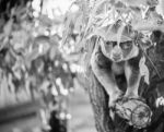 Koala In A Eucalyptus Tree. Black And White Stock Photo