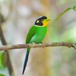 Long - Tailed Broadbill Birds Stock Photo