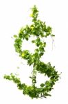 US Dollar From Leaves Stock Photo