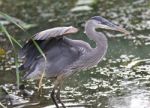 Image Of A Great Blue Heron Standing In The Mud Stock Photo