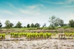 Rice Field Preparing Stock Photo