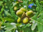 Green Acorns Stock Photo