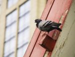 One Pigeon On Roof Stock Photo