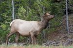 Elk Or Wapiti (cervus Canadensis) Stock Photo