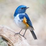 Male Himalayan Bluetail Stock Photo