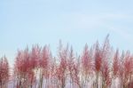 Dune Grass Stock Photo