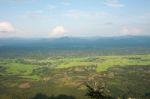 Green Rice Field View Point From Mountain Stock Photo