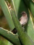 Common Bulbul Stock Photo