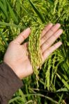 Rice In Hand Stock Photo