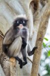 Dusky Leaf Monkey Or Trachypithecus Obscurus On Tree Stock Photo