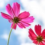 Colorful Cosmos Flower Blooming In The Field Stock Photo