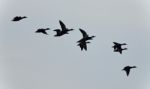 Isolated Photo Of A Swarm Of Ducks Flying Stock Photo