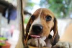 An Adorable Puppy Hold The Box Edge Stock Photo