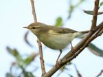 Willow Warbler Stock Photo