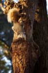 Face Of Squirrel In Public Park Watching To Camera Stock Photo