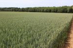 Field Of Wheat Stock Photo