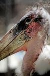 Marabou Stork Stock Photo