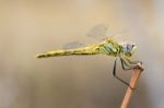 Yellow Dragonfly Stock Photo