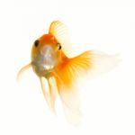 Gold Fish Stock Photo