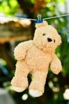 Wet Teddy On A Clothesline  Stock Photo