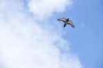 Pigeon Flies In The Blue Sky In A Sunny Day Stock Photo