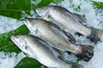 Fresh Seabass Chilled On Ice Stock Photo