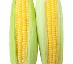 Fresh Corn Stock Photo