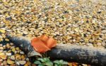 Fallen Rain Tree Leaves Stock Photo