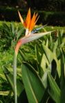 Beautiful Strelitzia Flower Stock Photo