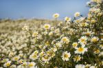 Crown Daisies In The Countryside Stock Photo