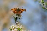 Comma Butterfly Stock Photo