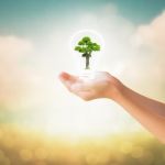 Hands Of Little Girl Holding Bonsai Tree Stock Photo