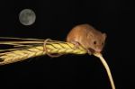 Harvest Mouse Moon Stock Photo