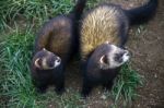 European Polecat (mustela Putorius) Stock Photo