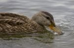 Beautiful Isolated Picture With A Duck Drinking Water Stock Photo