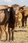 Brown Cow Stock Photo