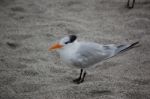 SeaBird On Beach Stock Photo