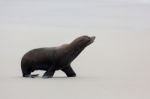 New Zealand Fur Seal (arctocephalus Forsteri) Stock Photo