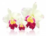 White Cattleya Orchid Isolated On White Background Stock Photo