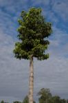 Dipterocarpus Alatus Roxb Green Beautiful High Stock Photo