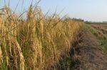 Rice Field Stock Photo