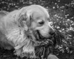 Man's Best Friend! Stock Photo