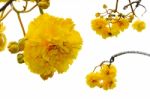 Yellow Flowers Of Cochlospermum Regium On White Background Stock Photo