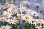 White Daisies Stock Photo