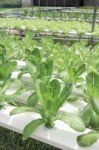 Hydroponics Vegetable Farm Stock Photo