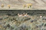 Pronghorn (antilocapra Americana) Stock Photo