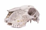 Sheep Skull Stock Photo