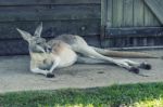 Kangaroo Outside Stock Photo