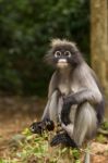 Dusky Leaf Monkey Stock Photo