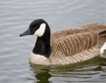 Very Beautiful Background With The Canada Goose In The Lake Stock Photo